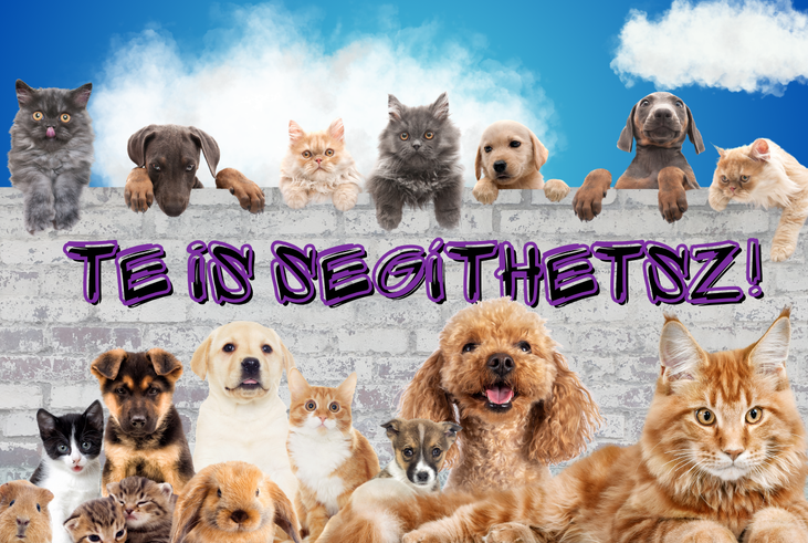 K�z�sen az �llatok�rt!